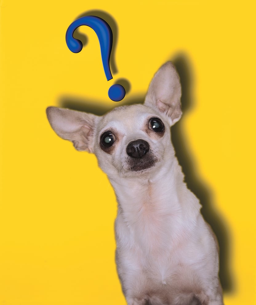 Chihuahua with question mark above head